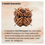 4 Mukhi Rudraksha - Certified