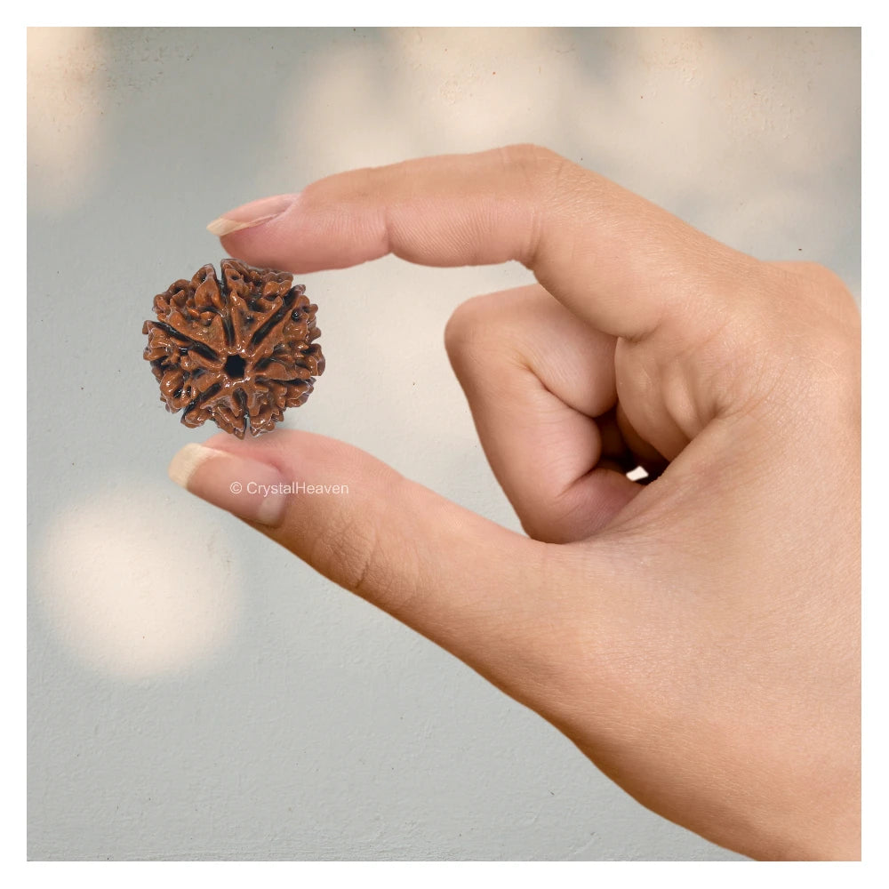 6 Mukhi Rudraksha - Certified