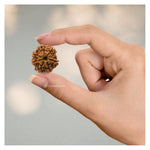 7 Mukhi Rudraksha - Certified