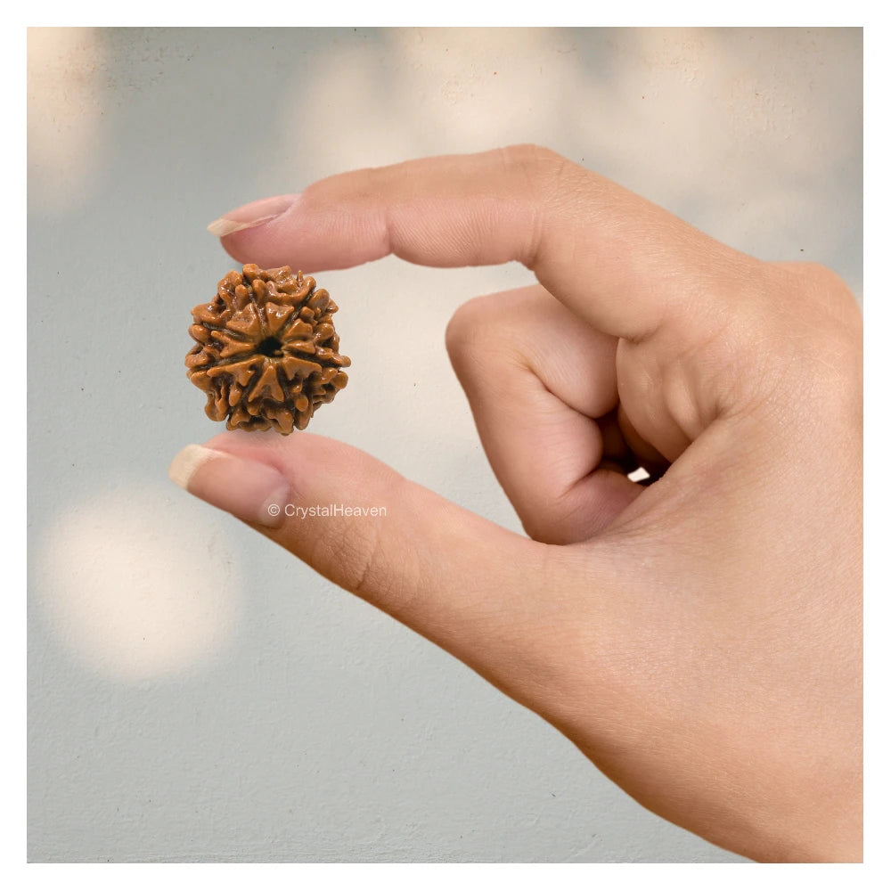 7 Mukhi Rudraksha - Certified