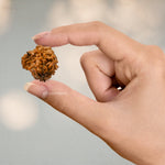 1 Mukhi Rudraksha - Certified