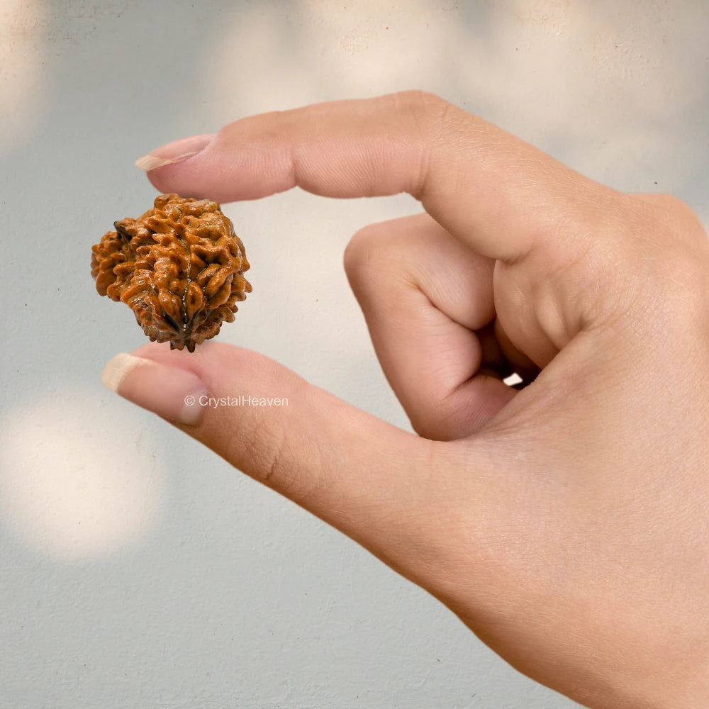1 Mukhi Rudraksha - Certified