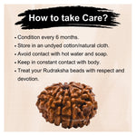 9 Mukhi Rudraksha - Certified