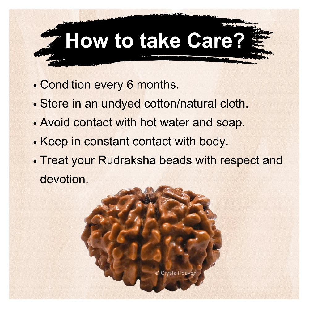 9 Mukhi Rudraksha - Certified