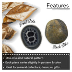 Natural Septarian Nodules Fossilized - Pair of 2 (Medium)