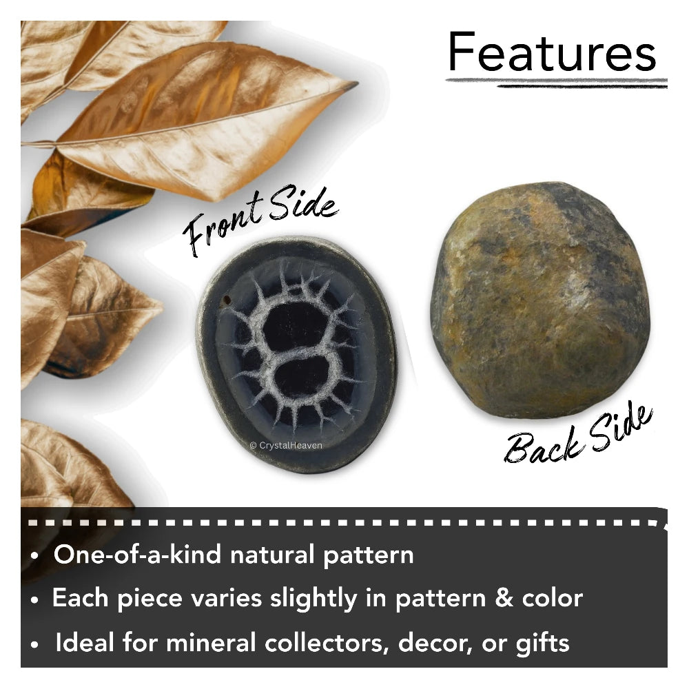 Natural Septarian Nodules Fossilized - Pair of 2 (Medium)