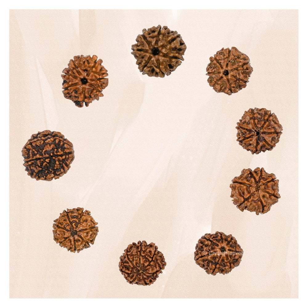 7 Mukhi Rudraksha - Certified