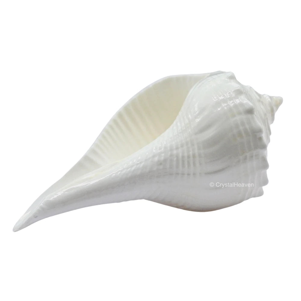 Dakshinavarti Shankh Conch Shell (1.5" to 2" INCH)