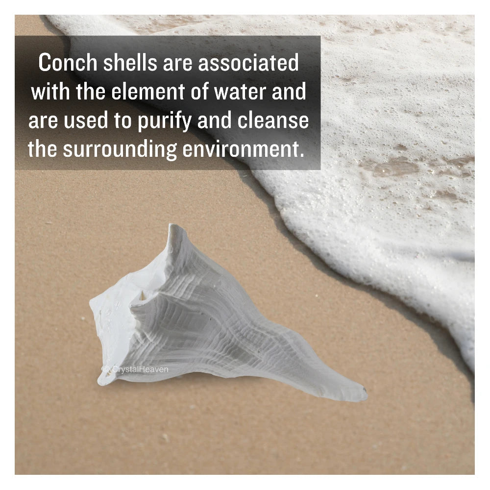 Dakshinavarti Shankh Conch Shell (3" to 4" INCH)