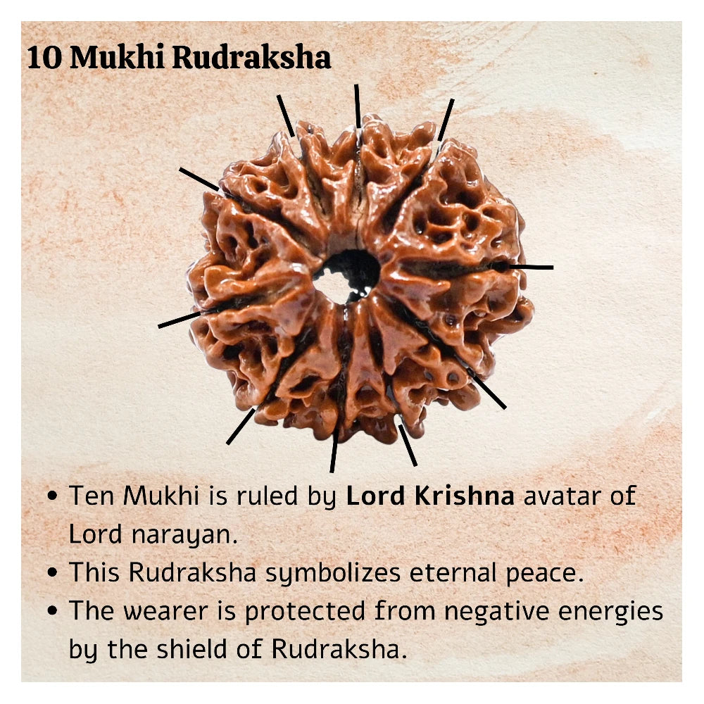 10 Mukhi Rudraksha - Certified