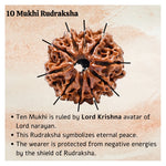 10 Mukhi Rudraksha - Certified