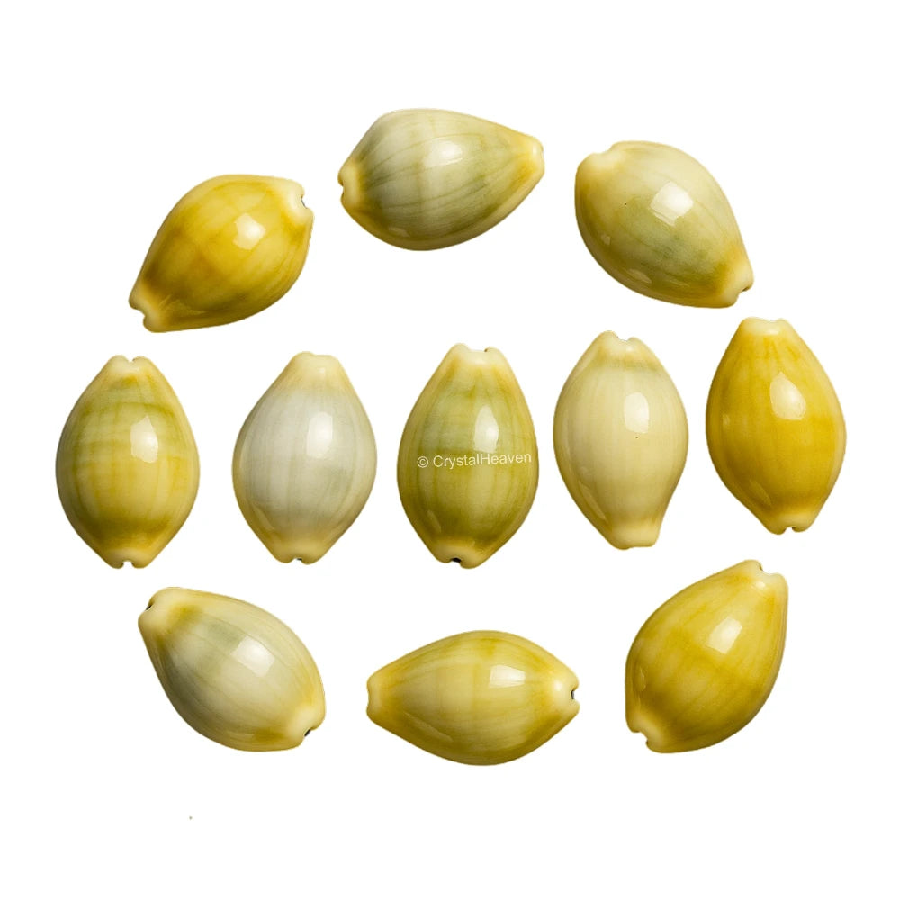 Kodi Cowrie Shell - Large (Set of 11)