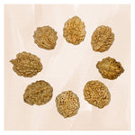 2 Mukhi Rudraksha - Certified