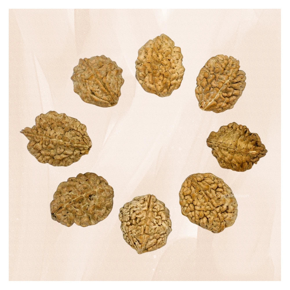 2 Mukhi Rudraksha - Certified
