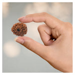 11 Mukhi Rudraksha - Certified