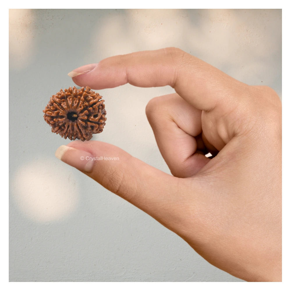 11 Mukhi Rudraksha - Certified